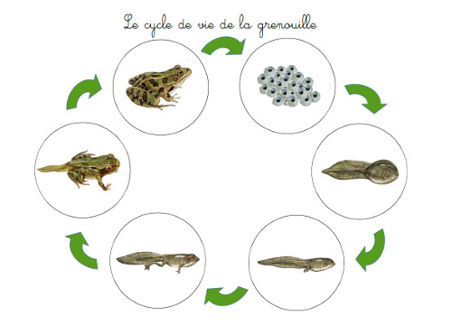 Crapouillotage: La GRENOUILLE : Cycle de vie