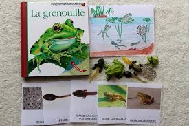 Maman Nougatine DÃ©couvrir les cycles de vie du papillon et de la ...